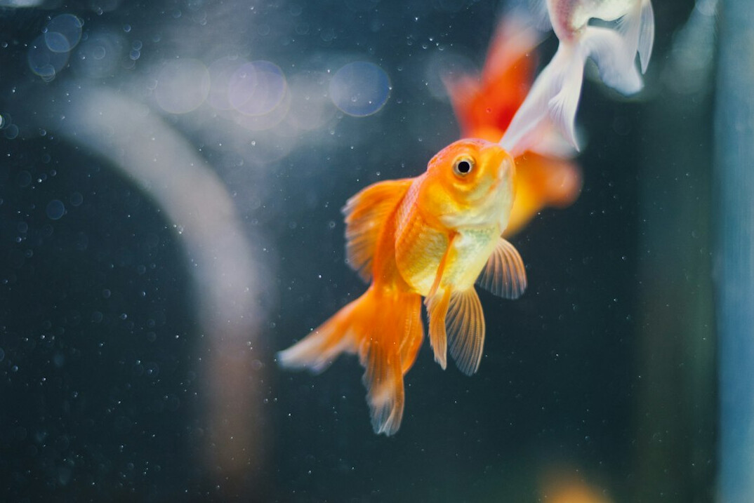 goldfish in aquarium